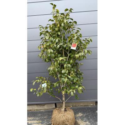 大福樹苗園 - 椿の木 ／ サザンカ｜Yahoo!ショッピング