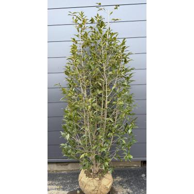 椿 苗木 2m（苗木、植木） | 花、ガーデニング のおすすめ人気商品一覧