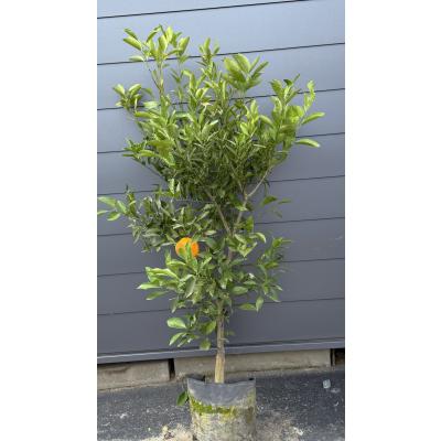 みかんの木（花、ガーデニング）のおすすめ人気商品一覧 通販 - Yahoo