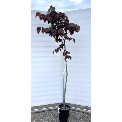 アメリカハナズオウフォレストパンシー（花、ガーデニング）の商品一覧