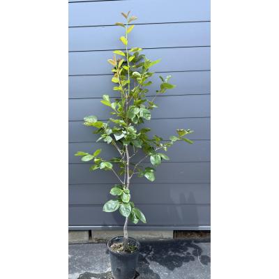 実付き 果樹 特大株 柿の木 15年鉢植え⭐️横浜引き取り限定⭐️ 大福樹苗園 - 柿の木｜Yahoo!ショッピング