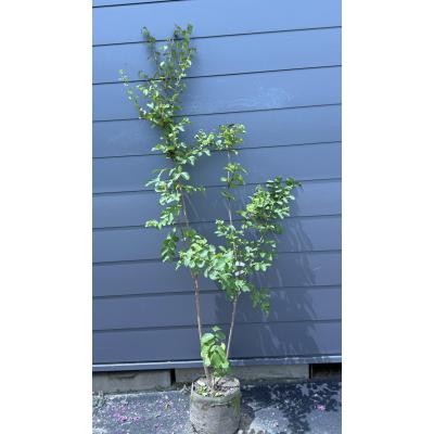 白樺（落葉樹の植木、庭木）｜苗木、植木 | 花、ガーデニング の