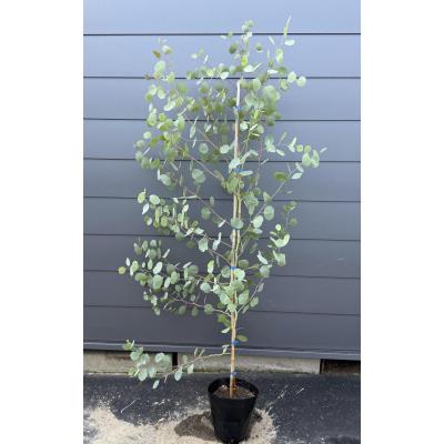 苗木（常緑樹の植木、庭木）｜苗木、植木 | 花、ガーデニング の