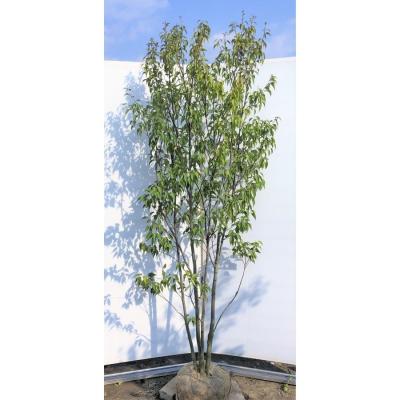 ハイノキのおすすめ人気ランキングTOP100 - Yahoo!ショッピング