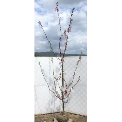 大福樹苗園 - カイドウ / ハナカイドウ(花海棠)｜Yahoo!ショッピング