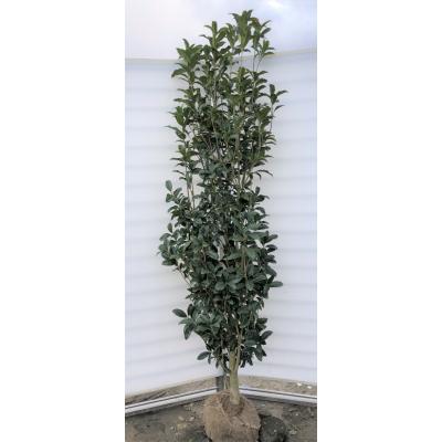 キンモクセイ 苗木のおすすめ人気商品一覧 通販 - Yahoo!ショッピング 