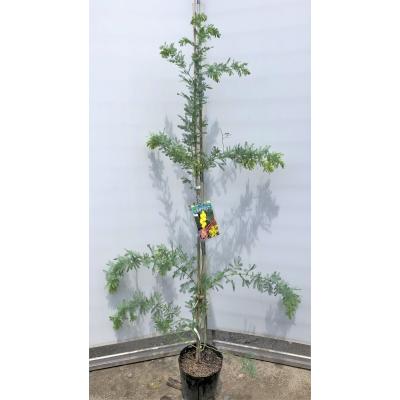 蕾付き特大苗♥　アカシア　ミモザ　ミモザの木　銀葉アカシア　ミモザアカシア苗 Usamaru様専用 特大苗♥ アカシア ミモザ ミモザの木 銀葉