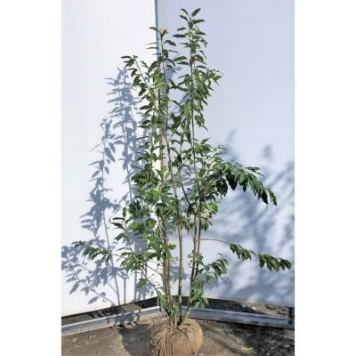 ソヨゴ オス（常緑樹の植木、庭木）｜苗木、植木 | 花、ガーデニング