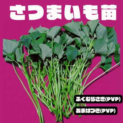 さつまいも苗⭕️あまはづき苗１００本⭕️ふくむらさき２０本⭕️ さつまいも苗 芋づる 切り苗 登録品種（PVP）ふくむらさき あまはづき