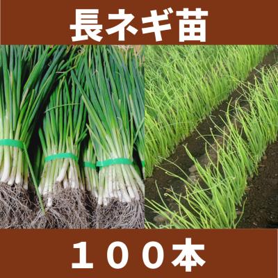 ねぎ苗のおすすめ人気商品一覧 通販 - Yahoo!ショッピング