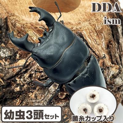 極太オオクワガタのおすすめ人気商品一覧 通販 - Yahoo!ショッピング