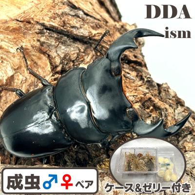 アンタエウスオオクワガタ ペアのおすすめ人気商品一覧 通販 - Yahoo