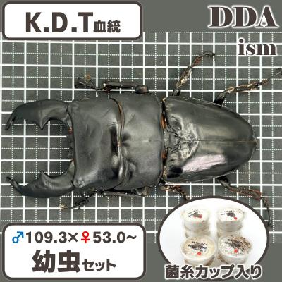 ヒラタクワガタのおすすめ人気商品一覧 通販 - Yahoo!ショッピング