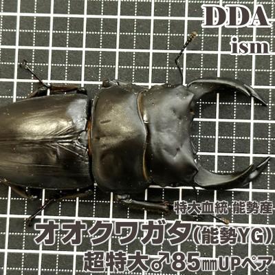 オオクワガタ 能勢 YGのおすすめ人気商品一覧 通販 - Yahoo!ショッピング