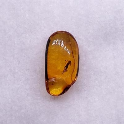 琥珀 虫 化石のおすすめ人気商品一覧 通販 - Yahoo!ショッピング