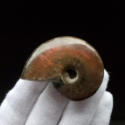 化石専門店 LOLO - アンモナイトの化石｜Yahoo!ショッピング