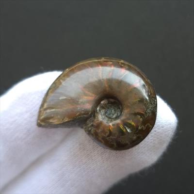 美品 アンモナイト 化石 本物 マダガスカル産 27.76mm プレゼント