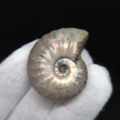 化石専門店 LOLO - アンモナイトの化石｜Yahoo!ショッピング