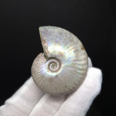 化石専門店 LOLO - アンモナイトの化石｜Yahoo!ショッピング