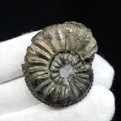 アンモナイト 本物 モロッコ産 鑑別書付『超級アンモナイト化石』 - 国内外の優れた伝統