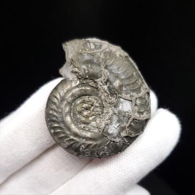 化石専門店 LOLO - アンモナイトの化石｜Yahoo!ショッピング