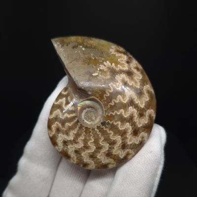 化石専門店 LOLO - アンモナイトの化石｜Yahoo!ショッピング