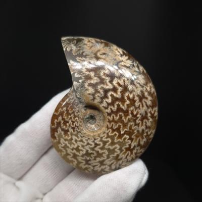 化石専門店 LOLO - アンモナイトの化石｜Yahoo!ショッピング