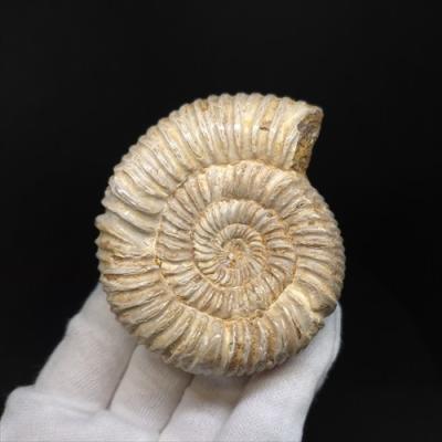極美品　超大　マダガスカルのアンモナイト化石　本物保証　台座付き　送料無料 極美品 超大 マダガスカルのアンモナイト化石 本物保証 台座付き
