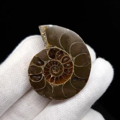 化石専門店 LOLO - アンモナイトの化石｜Yahoo!ショッピング