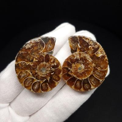 極美品　超大　マダガスカルのアンモナイト化石　本物保証　台座付き　送料無料 極美品 超大 マダガスカルのアンモナイト化石 本物保証 台座付き