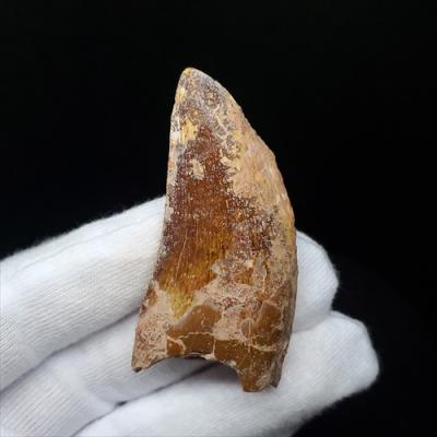 極上 カルカロドントサウルス 歯 化石 本物 モロッコ産45.06mm fca3