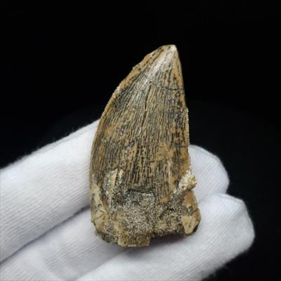 化石カルカロドントサウルスの商品一覧 通販 - Yahoo!ショッピング