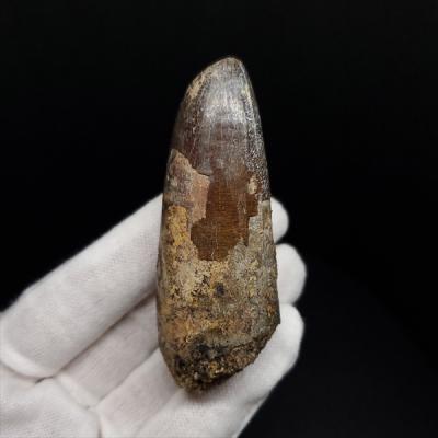 化石専門店 LOLO - 商品一覧（おすすめ順） - 売れ筋通販 - Yahoo