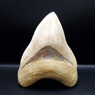 メガロドン歯のおすすめ人気商品一覧 通販 - Yahoo!ショッピング