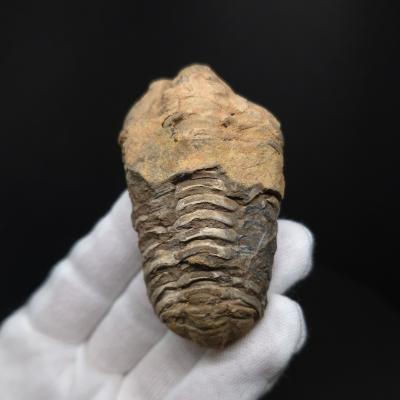 三葉虫 モロッコのおすすめ人気商品一覧 通販 - Yahoo!ショッピング