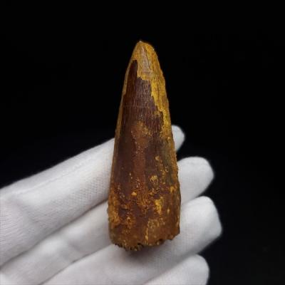スピノサウルス 本物 モロッコ産 54.02mm プレゼント ギフト