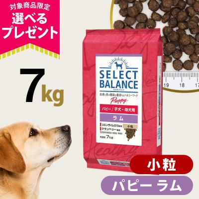 セレクトバランス ドッグフード ラム（SELECT BALANCE）の商品一覧