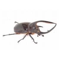 dorukusu_1450?resolution=2x