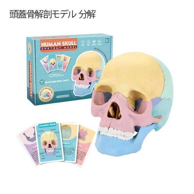 ソムソ 頭蓋骨模型のおすすめ人気商品一覧 通販 - Yahoo!ショッピング