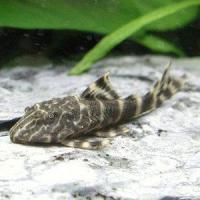 熱帯魚 プレコ スポテッドブッシープレコ 3cm 1匹 Mna 増子水景 通販 Yahoo ショッピング