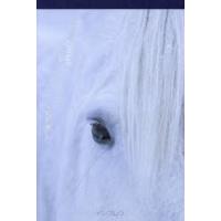 エピタフ 幻の島、ユルリの光跡 | ぐるぐる王国DS ヤフー店