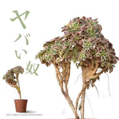アエオニウム サンバースト（花、ガーデニング）のおすすめ人気商品