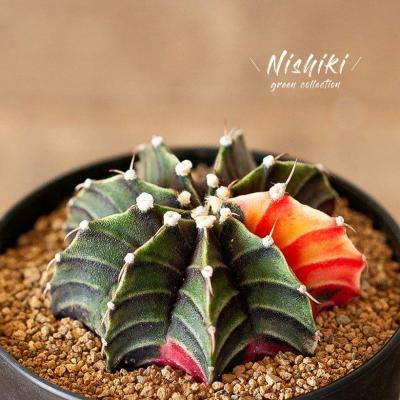 緋牡丹のおすすめ人気商品一覧 通販 - Yahoo!ショッピング