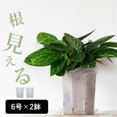 フェルモ キャスター付き M 33　ネガミエル 10号鉢　鉢2点セット スリット鉢（透明）：ネガミエル4号ロング2個セット の通販