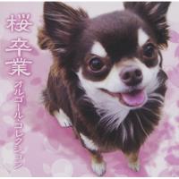 CD/オルゴール/桜 卒業 オルゴール・コレクション | エプロン会・ヤフー店