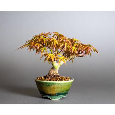 豆盆栽 鉢の商品一覧 通販 - Yahoo!ショッピング 豆盆栽 鉢の商品一覧 通販 - Yahoo!ショッピング
