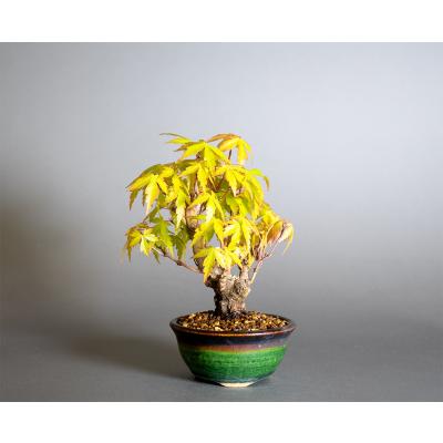 盆栽 イロハモミジ盆栽 紅葉（いろは紅葉 ミニ盆栽）小品盆栽 4440 : e