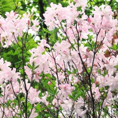 アカヤシオツツジ　大株　【品番3438】 アカヤシオツツジ 大株 【品番3438】 アカヤシオツツジのおすすめ人気