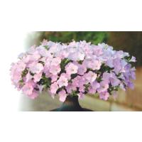 ペチュニア ノワール 黒之瀬戸 季節の花苗 1株 寄せ植え イングリッシュガーデンに N Petu Nowal イングの森 花 苗 育て方 通販 Yahoo ショッピング