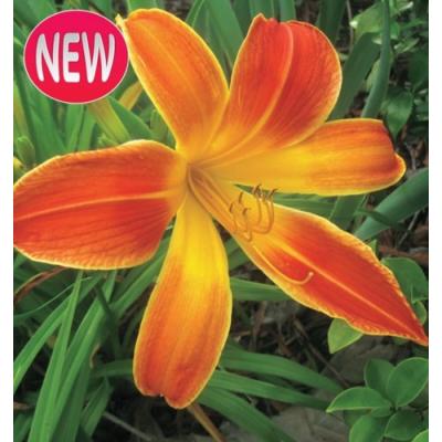 ヘメロカリスのおすすめ人気ランキングTOP100 - Yahoo!ショッピング